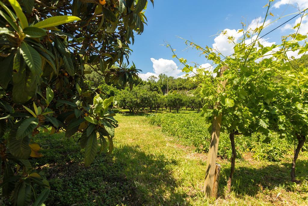 Konavle Apartments Zlatovisce Gruda Екстериор снимка